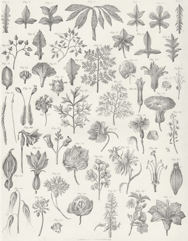 PLANTS. Botanical Terminology IV c1849 old antique vintage print picture